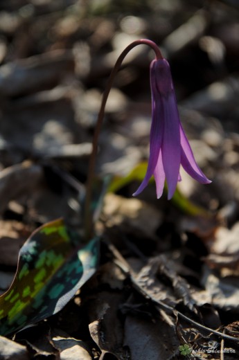DSC_0928_2