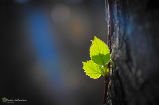 DSC_0987_1
