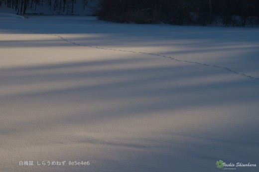 DSC_9573_1