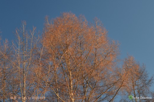DSC_9675_1