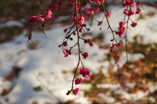DSC_9783_2